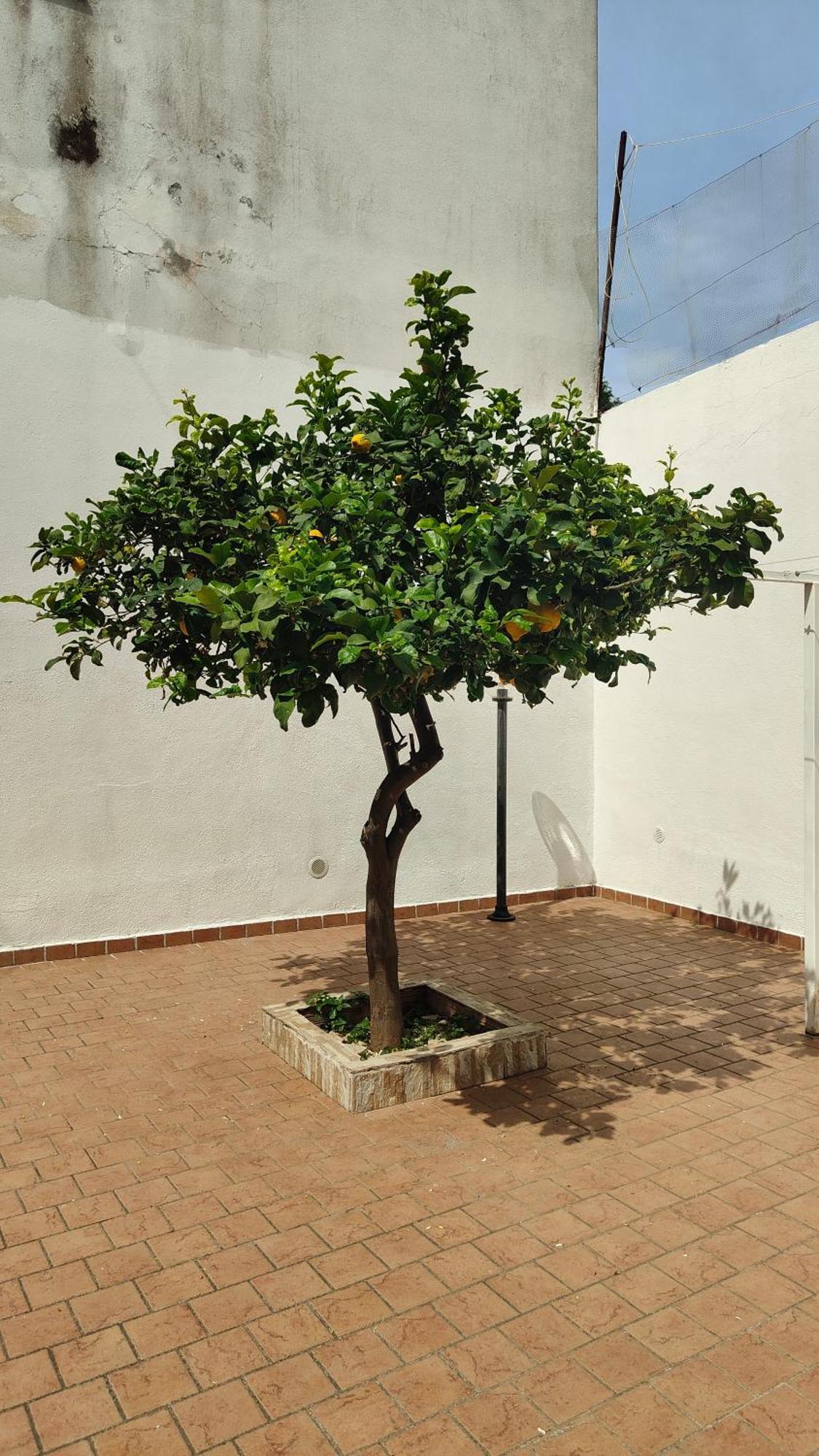 Casa Rinuccia Villa Casamicciola Terme Eksteriør bilde